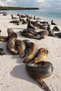 Galapagos Sea Lions - Espanola Island - Galapagos Islands Royalty Free Stock Photo