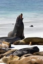 Galapagos Sea lions - Galapagos Islands Royalty Free Stock Photo