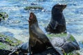 Galapagos sea lions at Mann beach, San Cristobal island Ecuador Royalty Free Stock Photo