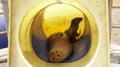 Galapagos Sea Lions on a Playground.