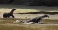 Galapagos sea lions playing on the beach Royalty Free Stock Photo