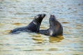 Galapagos sea lions playing in water at Gardner Bay, Espanola Island, Galapagos National park, Ecuador Royalty Free Stock Photo