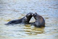 Galapagos sea lions playing in water at Gardner Bay, Espanola Island, Galapagos National park, Ecuador Royalty Free Stock Photo