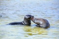 Galapagos sea lions playing in water at Gardner Bay, Espanola Island, Galapagos National park, Ecuador Royalty Free Stock Photo