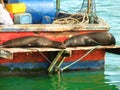 Galapagos sea lions rest on fishing boat Royalty Free Stock Photo