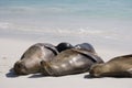 Galapagos Sea Lions resting on a beach