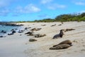 Galapagos sea lions, San Cristobal island Ecuador Royalty Free Stock Photo