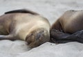 Galapagos Sea Lions sleeoing on the beach Royalty Free Stock Photo