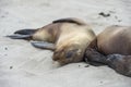 Galapagos Sea Lions sleeoing on the beach