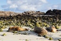 Galapagos Sea Lions Zalophus wollebaeki sleeping on a beach, Genovesa Island, Galapagos Islands Royalty Free Stock Photo