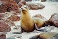 Galapagos seal Royalty Free Stock Photo