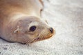 Galapagos seal Royalty Free Stock Photo