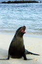 Galapagos seal Royalty Free Stock Photo