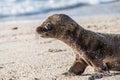 Galapagos Sea Lion Seal Cub on beach Royalty Free Stock Photo