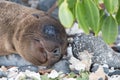 Galapagos Sea Lion Seal Cub on beach Royalty Free Stock Photo