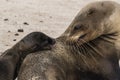 Galapagos Sea Lion Seal Cub Looking At Mother Royalty Free Stock Photo