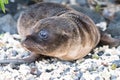 Galapagos Sea Lion Seal Cub on beach Royalty Free Stock Photo