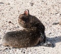 Galapagos Sea Lion Seal Cub on beach Royalty Free Stock Photo