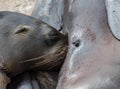 Galapagos Sea Lion Seal Cub suckling Royalty Free Stock Photo