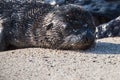 Galapagos Sea Lion Seal Cub suckling Royalty Free Stock Photo