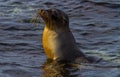 Galapagos Seal Coming out of the Water Royalty Free Stock Photo