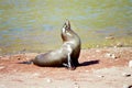 Galapagos Seal portrait Royalty Free Stock Photo