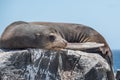 Galapagos Seal relaxing on rock Royalty Free Stock Photo