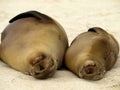 Galapagos Sealions soak up the sun Royalty Free Stock Photo