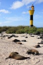 Galapagos Seals Royalty Free Stock Photo