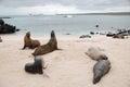 Galapagos seals Royalty Free Stock Photo