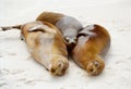 Galapagos seals cuddling Royalty Free Stock Photo