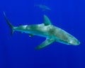 Galapagos shark