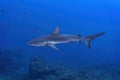 Galapagos shark in the blue