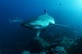 Galapagos shark