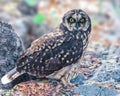 Galapagos Short Eared Owl Royalty Free Stock Photo