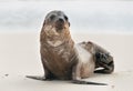 Galapagos single fur seal pup. Royalty Free Stock Photo