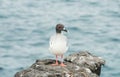 Galapagos Swallow-tailed gull on a rocky cliff at South Plaza Island