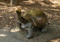 `Galapagos Tortise`, a bronze sculpture by Tom Tischler at the Dallas Zoo in Texas.