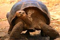 Galapagos Tortoise Royalty Free Stock Photo