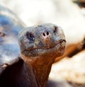 Galapagos Tortoise Royalty Free Stock Photo