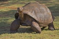 Galapagos Tortoise Royalty Free Stock Photo