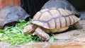 Galapagos tortoise. Big turtle. The concept of animals in the zoo. Royalty Free Stock Photo