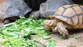 Galapagos tortoise. Big turtle. The concept of animals in the zoo. Pattaya Zoo, Thailand. Royalty Free Stock Photo