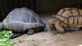 Galapagos tortoise. Big turtle. The concept of animals in the zoo. Zoo Pattaya, Thailand. Royalty Free Stock Photo