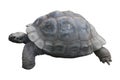 Galapagos tortoise (Chelonoidis elephantopus) on a white background Royalty Free Stock Photo