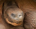 Galapagos Tortoise Royalty Free Stock Photo