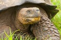 Galapagos Tortoise Royalty Free Stock Photo