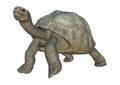 Galapagos Tortoise