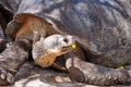 Galapagos tortoise eating a yellow flower