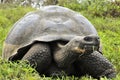 The Galapagos tortoise or Galapagos giant tortoise (Chelonoidis nigra). Royalty Free Stock Photo